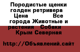 Породистые щенки голден ретривера › Цена ­ 25 000 - Все города Животные и растения » Собаки   . Крым,Северная